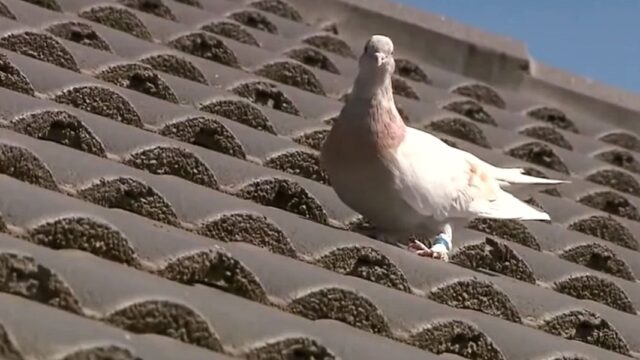 Власти Австралии пригрозили убить голубя Джо, прилетевшего из США. Но потом передумали — птица оказалась местной