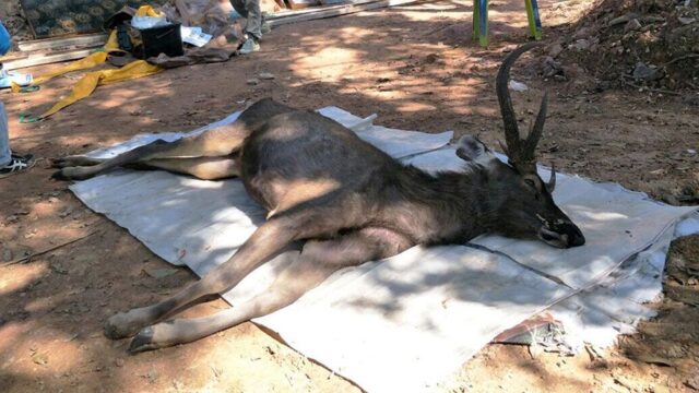 В Таиланде в желудке мертвого оленя нашли семь килограммов мусора