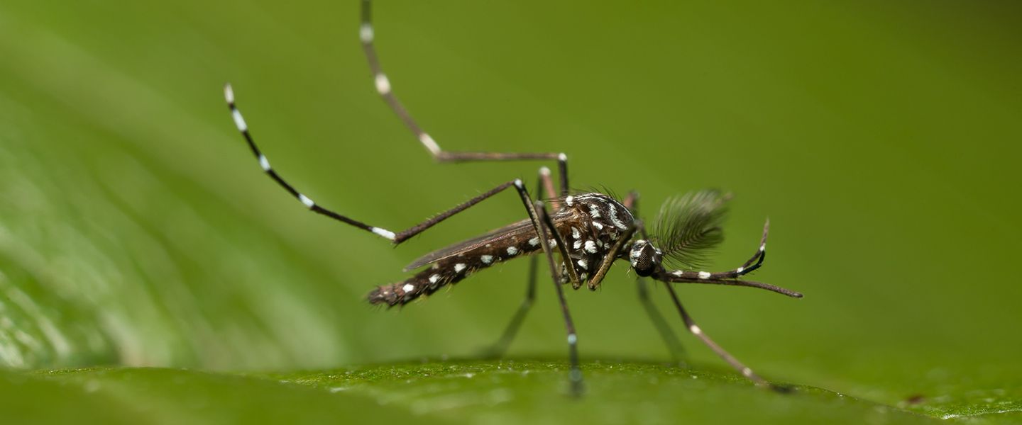 Во Флориде выпустят 140 000 «‎ГМО-комаров» для борьбы со смертельными болезнями