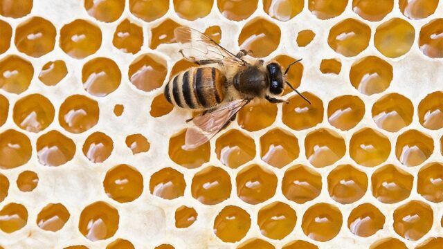 Ученые: пчелиный яд убивает клетки самого агрессивного вида рака груди