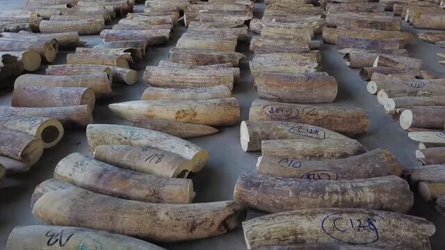 В Сингапуре конфисковали 8,8 тонн слоновой кости на $12,9 млн