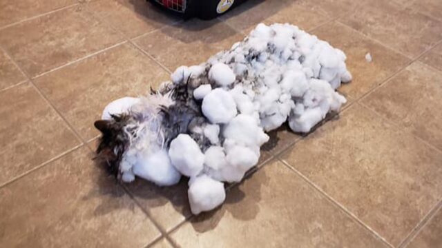 Ветеринары в Монтане смогли отогреть кошку, которая целиком вмерзла в снег