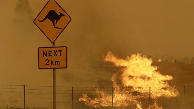 Ученые: из-за пожаров в Австралии пострадали около трех миллиардов животных