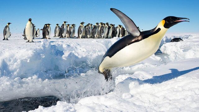 Ученые нашли пингвина, который побил рекорд пребывания под водой