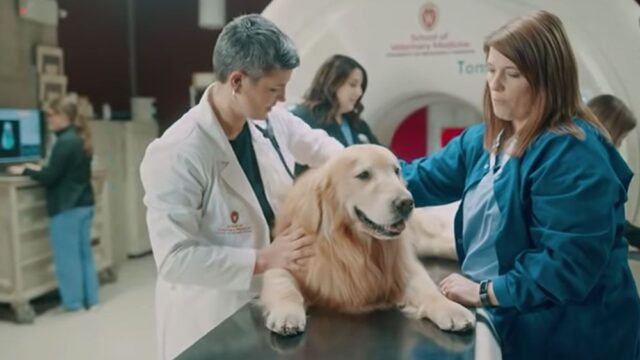 Хозяин ретривера по кличке Скаут отблагодарил ветеринаров, которые вылечили его собаку. Он купил им рекламу на Супербоуле за $6 млн