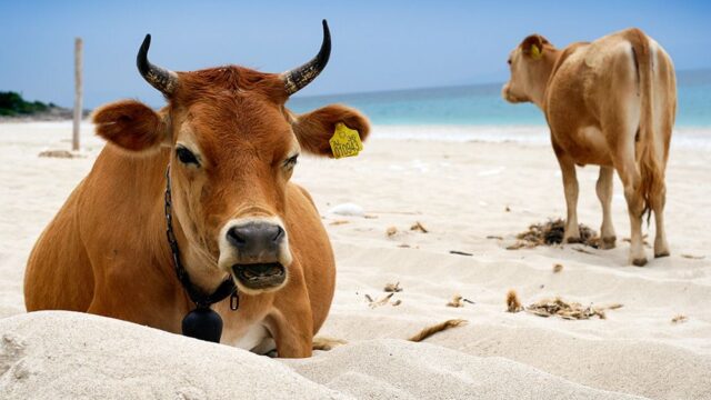 Власти города в Швеции разъяснили, что коровы имеют право купаться на нудистском пляже