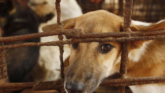 Chosun Ilbo: Ким Чен Ын запретил держать дома собак, чтобы «защититься от капитализма»