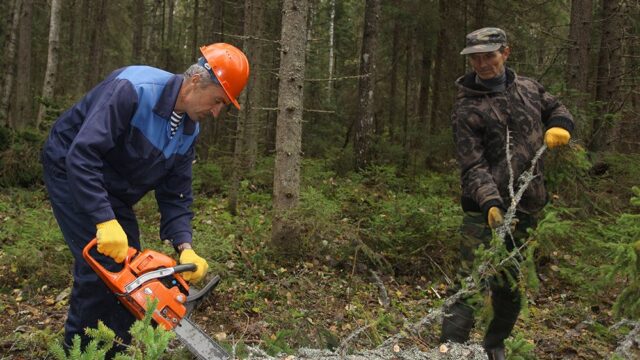 Европейский суд признал, что Польша незаконно вырубала лес в Беловежской пуще