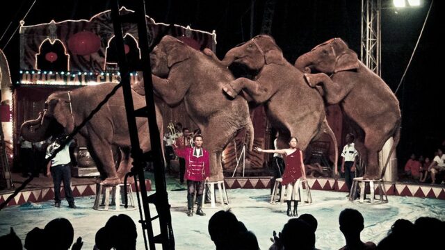 В шведских цирках запретили представления со слонами и морскими львами