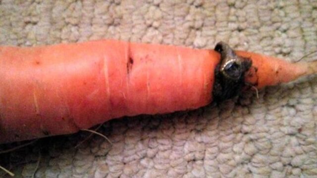 Британка нашла на морковке из огорода кольцо, которое потеряла 12 лет назад