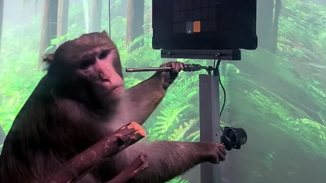 Компания Илона Маска показала обезьяну, которая играет в видеоигру силой мысли