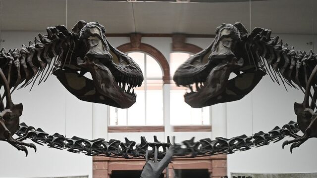 Ученые выяснили размеры популяции тираннозавров