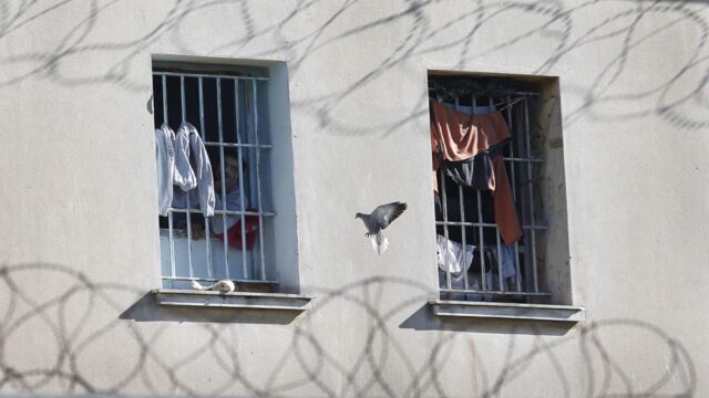 В Аргентине полицейский застрелил голубя, которого использовали для контрабанды наркотиков