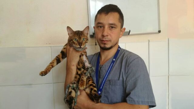 В Уфе ветеринары собрали заново кота, который упал с восьмого этажа