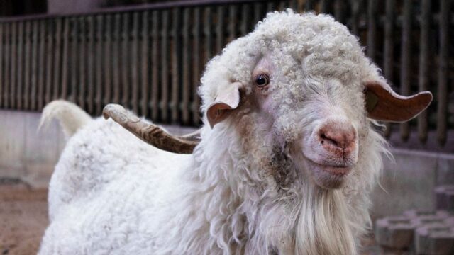 Суд в Берлине отправил в тюрьму двоих румын, которые из-за голода убили козу в зоопарке