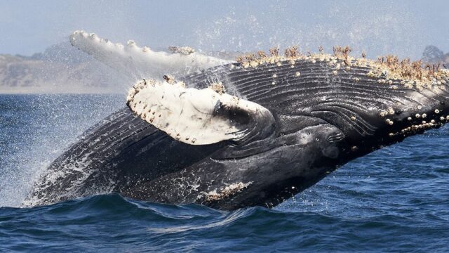 В США кит проглотил человека, а потом выплюнул его