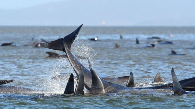 Почти 300 китов застряли на мели у побережья Тасмании