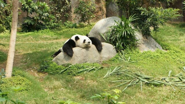 Власти Китая: панды больше не считаются исчезающим видом