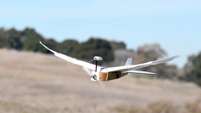 В Стэнфорде решили наконец разобраться, как летают птицы, и придумали «пернатого» дрона