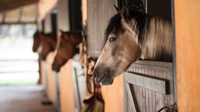 Сатанинский обряд или извращенный челлендж: десятки лошадей во Франции стали жертвами жестоких нападений