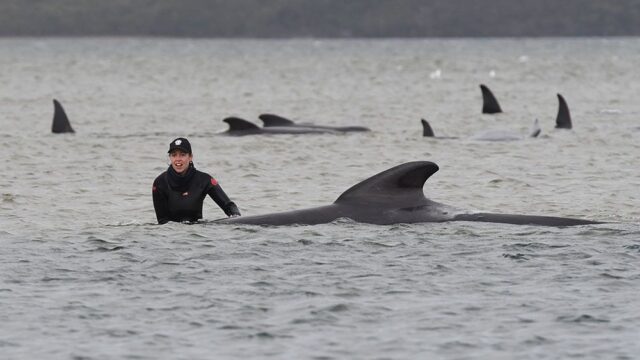 На Тасмании погибли почти 90 китов, которые выбросились на мелководье