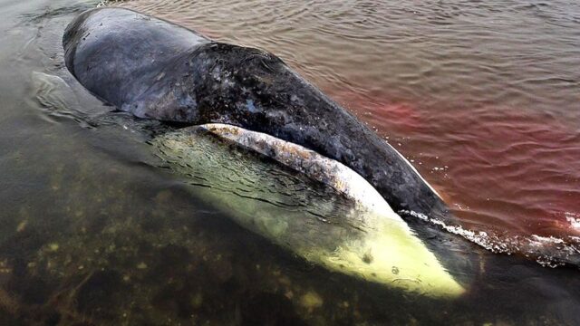13-метровый кит застрял в устье реки в Хабаровском крае