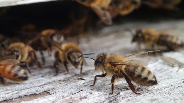 В Айове задержали подростков, которых обвинили в гибели 500 тысяч пчел