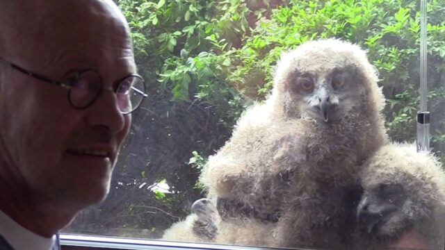 У бельгийца за окном поселилась самая большая сова в мире с тремя птенцами. Они подружились и вместе смотрят телевизор