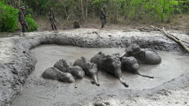 В Таиланде лесничие спасли шесть слонят, которые провалились в яму с грязью