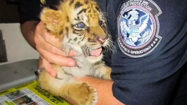 В Калифорнии подростку дали полгода тюрьмы за контрабанду бенгальского тигра