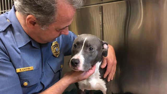 Прокуратура Нью-Джерси ищет человека, который запер собаку в клетке и оставил ее у воды перед приливом
