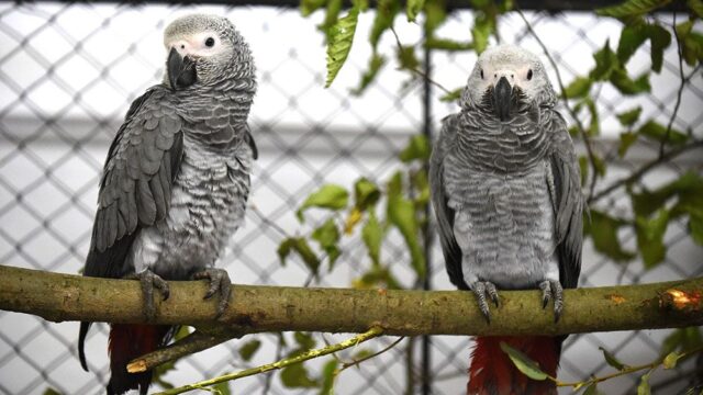 Британский парк изолировал попугаев-матерщинников