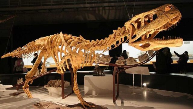 В Аргентине нашли останки нового вида плотоядного динозавра
