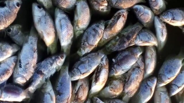 В Калмыкии на берег водохранилища вынесло сотни мертвых рыб