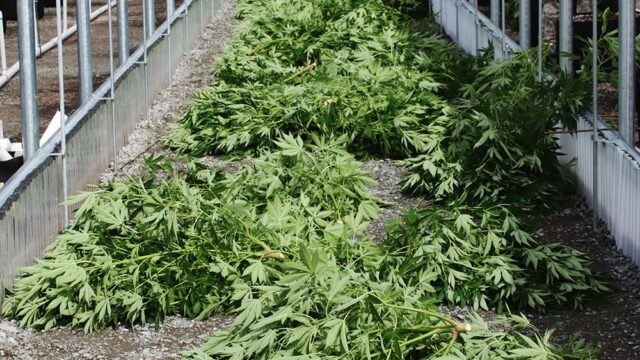 Верховный суд Мексики одобрил употребление марихуаны в рекреационных целях