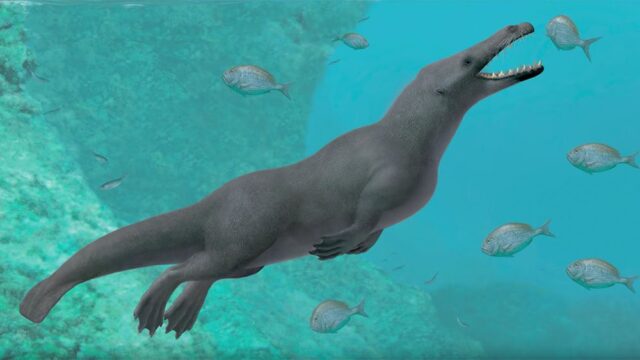 В Перу нашли останки ископаемого четырехногого кита