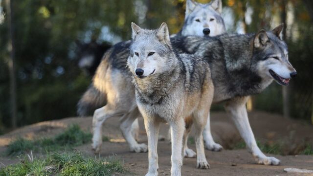 Правительство Франции предложило увеличить поголовье волков почти в два раза