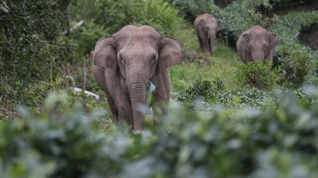 В Китае эвакуировали 150 тысяч человек с пути миграции диких слонов