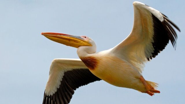 Экологи сообщили о массовой гибели краснокнижных пеликанов в Дагестане