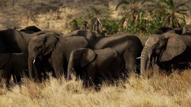 В Оксфорде следят за африканскими слонами с помощью ИИ и спутника