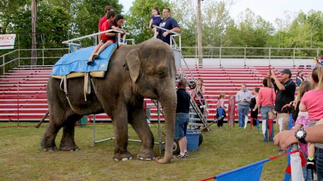 Правозащитники попросили суд освободить из зоопарка в Коннектикуте трех слонов