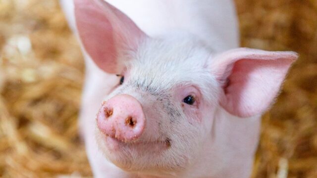 В Йеле ученым удалось поддерживать жизнь в мозгах обезглавленных свиней