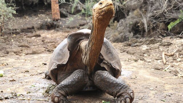 На пенсию вышел столетний самец черепахи, который помог спасти свой вид от вымирания