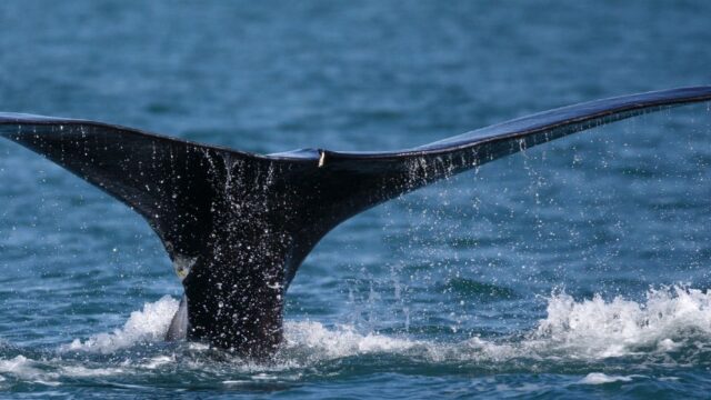 Ученые: северные гладкие киты за последние 20 лет уменьшились в размерах