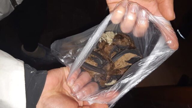 Школьник из Волгограда приютил пару сотен летучих мышей: их выбросили на помойку, и они могли замерзнуть