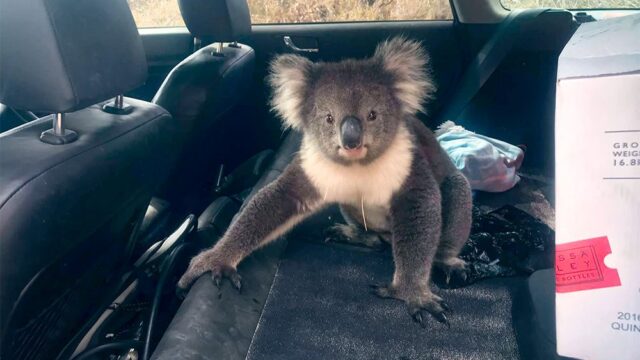 Австралийский винодел пошел проверить виноградники и оставил машину открытой — вернувшись, он обнаружил внутри отдыхающую коалу
