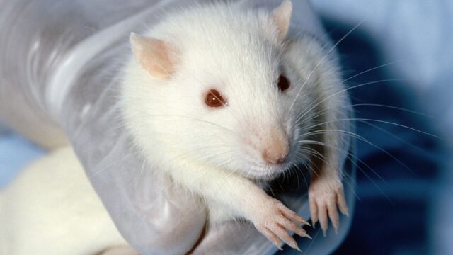 Ученые в США вылечили мышей от кокаиновой зависимости