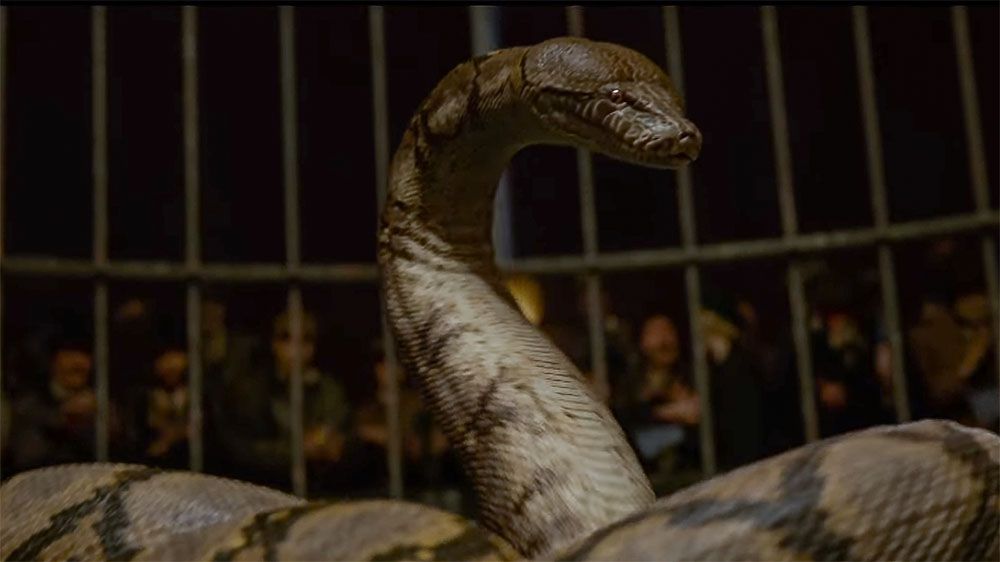 В финальном трейлере второй части «Фантастических тварей» раскрыли секрет змеи Волан-де-Морта
