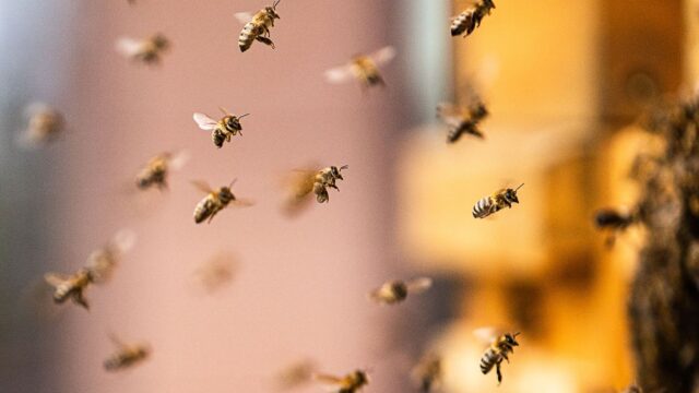 В Орловской области завели уголовное дело о массовой гибели пчел