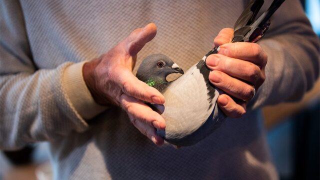 Китаец купил голубя из Бельгии за рекордные для Европы €1,6 млн